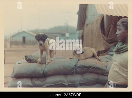 Afroamerikanischer Soldat in Vietnam während des Vietnamkriegs steht mit zwei Welpen, die auf Sandsäcken an einer Befestigungsanlage, 1975, sitzen. () Stockfoto