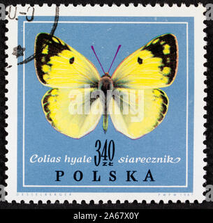 Stempel aus Polen mit einem Foto von einer schönen einfarbigen Schmetterling auf Papier Stockfoto