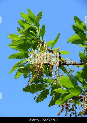 Türkei eiche oder österreichische Eiche, Zerreiche, quercus cerris, csertölgy Stockfoto