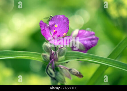 Nahaufnahme von frischen fuschia Spiderwort (tradescantia) Blüte und Knospen im Garten, Quebec, Kanada. Hintergrund ist bokeh Grün. Stockfoto