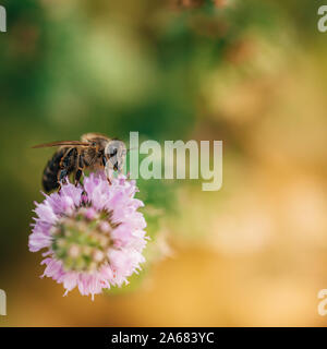 Biene lecken Nektar, das Getränk der Götter von einer Minze Blüte im Spätsommer, während die Sonne aufgeht. Stockfoto