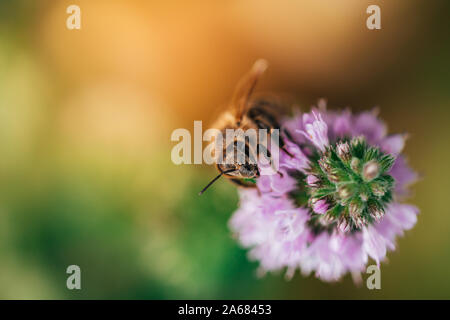 Biene lecken Nektar, das Getränk der Götter von einer Minze Blüte im Spätsommer, während die Sonne aufgeht. Stockfoto