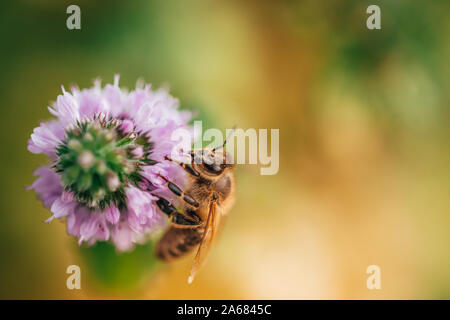 Biene lecken Nektar, das Getränk der Götter von einer Minze Blüte im Spätsommer, während die Sonne aufgeht. Stockfoto