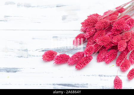 Rosa getrocknete Blumen auf hellem Hintergrund. Stockfoto