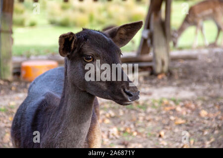 Vorderansicht eines weiblichen Damwild, Cervus dama Stockfoto