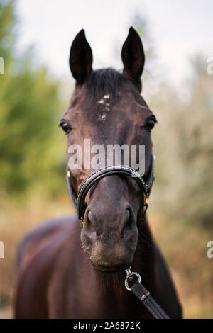 Porträt einer schönen gepflegten Dark Horse auf dem Feld. Stockfoto