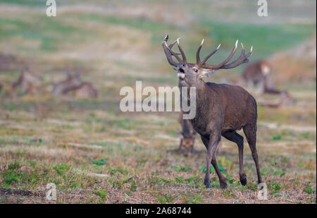 Männliche hirsch rothirsch in der Brunftzeit. Stockfoto