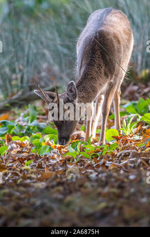 Jungen männlichen Damwild roraging in einem Waldgebiet. Stockfoto