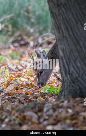 Jungen männlichen Damwild roraging in einem Waldgebiet. Stockfoto
