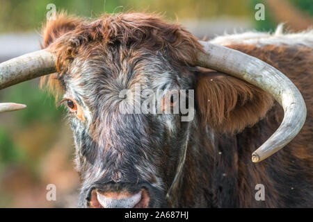 Weiblich Englisch Longhorn Fütterung in einem Heide Clearing. Stockfoto