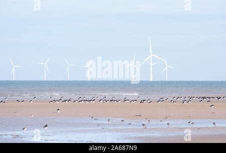 Eurasischer Austercatcher, Haematopus ostralegus, roosting bei Ebbe mit Windkraftanlagen auf See, West Kirby Beach, Dee Estuary, Großbritannien Stockfoto