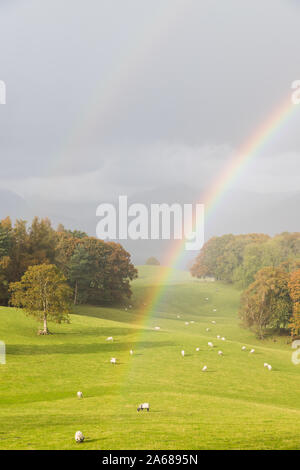 Ein Hochformat Bild eines doppelten Regenbogen über einem Feld von weidenden Schafen neben Lake Windermere, Cumbria. Stockfoto