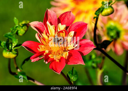 Blume Der dahlie Don Lorenzo im Spätsommer und Herbst, Hummel auf der Blüte Stockfoto