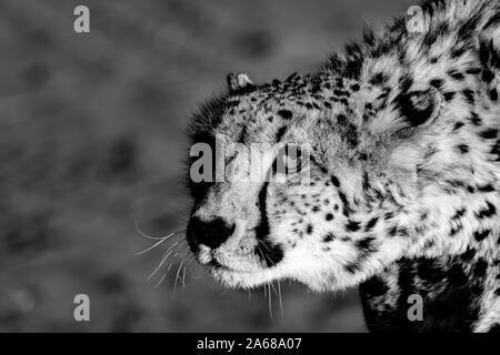 Die berühmten geparden in Namibia, Afrika Stockfoto