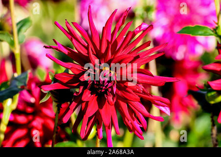 Blume Der dahlie Nuit d'Eté im Spätsommer und Herbst Stockfoto