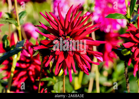 Blume Der dahlie Nuit d'Eté im Spätsommer und Herbst Stockfoto