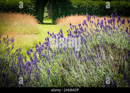 Ein brillantes Display von Lavandula Hidcote Lila Lavendel wächst in einem Englischen Garten im Juli Stockfoto