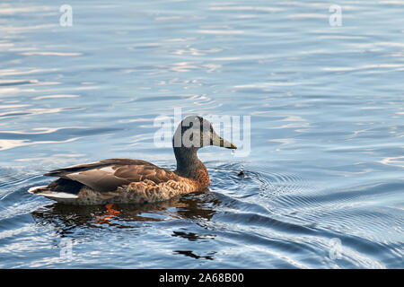 Ente schwimmend auf dem blauen Wasser eines Sees close-up Stockfoto