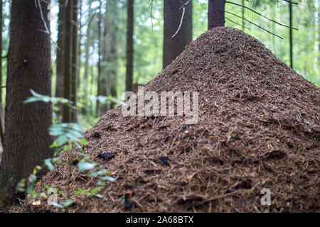 Riesige Ameisenhaufen close-up mit Bäumen im Hintergrund. unscharfen Hintergrund Stockfoto