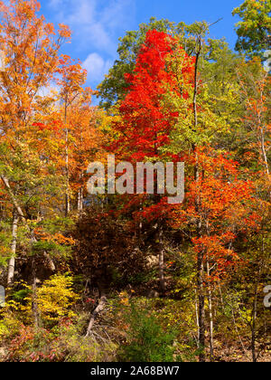 Herbst Farben bei Tiffany Creek Conservation Area, Ancaster, Ontario Stockfoto