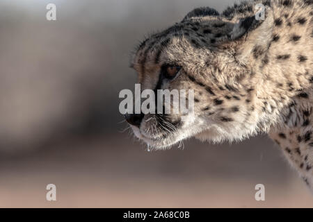 Die berühmten geparden in Namibia, Afrika Stockfoto