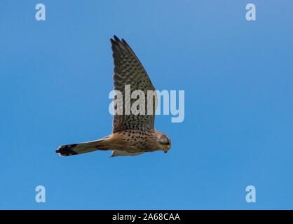 Männliche eurasischen Turmfalken (Falco tinnunculus) schwebt in einem blauen Himmel. Stockfoto
