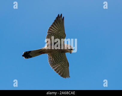 Männliche eurasischen Turmfalken (Falco tinnunculus) schwebt in einem blauen Himmel. Stockfoto