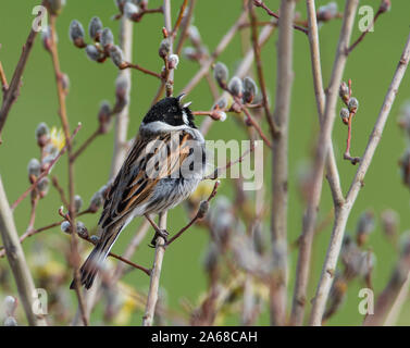 Männliche Rohrammer (Emberiza schoeniclus) in voller Song im Frühjahr Stockfoto