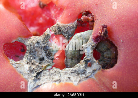 Close-up von Caterpillar der Tomate looper Essen Tomaten Stockfoto