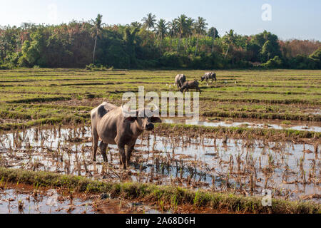 Eine asiatische Stier Schürfwunden auf einem Feld von Wasser mit Große gebogene Hörner. In der Ferne ist ein Wald und mehr Bullen. Stockfoto