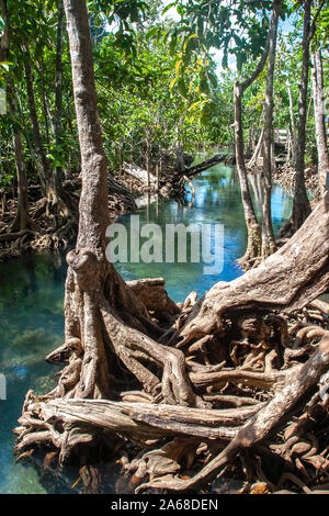 Eine seichte Fluss fließt zwischen den Mangroven. Sehr schöne dicke Wurzeln im Wasser. Vertikale Rahmen. Stockfoto