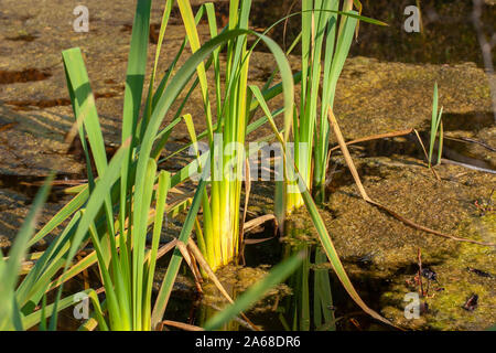 Sumpf Gras wächst in Wasser mit Blättern, Schmutz und Wasserlinsen. Eine Libelle sitzt auf die grüne Stiele von Gras. Stockfoto