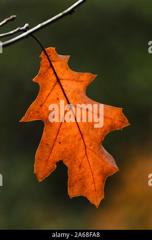 Eiche (Quercus) Blätter im Herbst in einem Wald in Deutschland, Westdeutschland Stockfoto