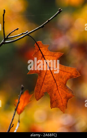 Eiche (Quercus) Blätter im Herbst in einem Wald in Deutschland, Westdeutschland Stockfoto