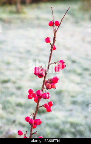 Farbe im Winter. Leuchtend rote Früchte auf einem Jungen ornamental Crab Apple tree Frosted im Winter - Zeit Stockfoto