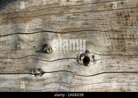 Baumstamm ohne Rinde zeigt eine schöne Textur mit Äste, Risse und zum Zerfall für die Tierwelt mit vielen Insekten, Käfer links, Ausfahrt Löcher. Stockfoto