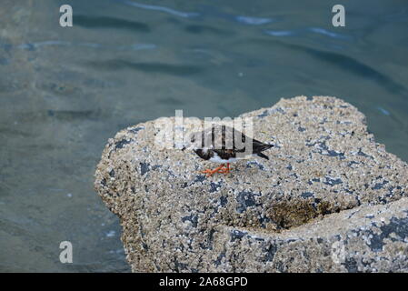 Steinwälzer Stockfoto