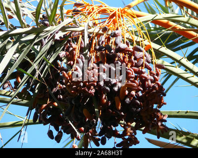 Datum oder Datum Palm, Echte Dattelpalme, Datteln, Phoenix dactylifera, datolyapálma Stockfoto