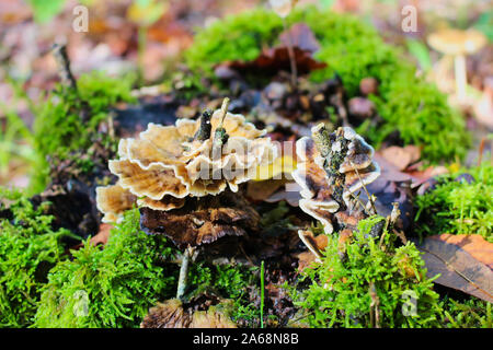 Fokus auf Eiche ausgewählt - Laminierte Pilz (Stereum gausapatum) um einen Zweig wächst Stockfoto