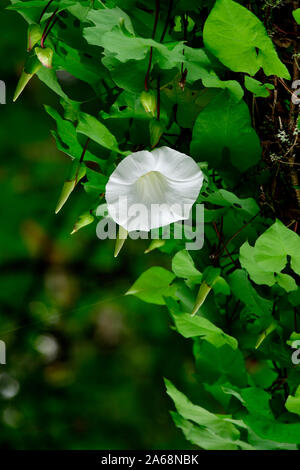 Eine wilde Hedge Bindweed" Calystegia sepium', wächst eine schöne weiße Blume auf einem grünen Blatt Weinstock in ländlichen British Columbia Kanada. Stockfoto