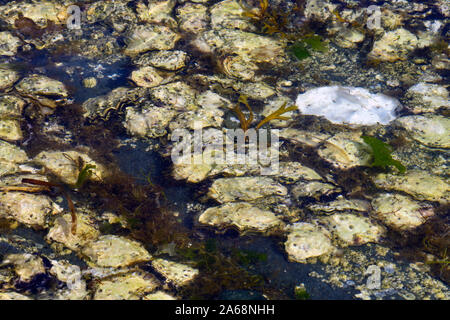 Ein Bett der wilde Austern zu einem felsigen Ufer auf Vancouver Island British Columbia Kanada festhalten Stockfoto