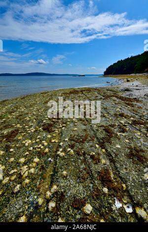 Eine vertikale Landschaft Bild zeigt eine felsige Küste mit jungen Austern auf der Oberfläche des Soft Rock festhalten. Stockfoto