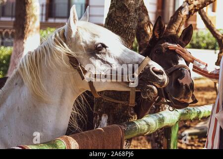 Porträt einer wunderschönen weißen und schwarzen Pferden und ein Mädchen im Stall. Stockfoto