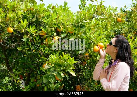 Eine Frau riechen eine Orange Orange Tree Stockfoto