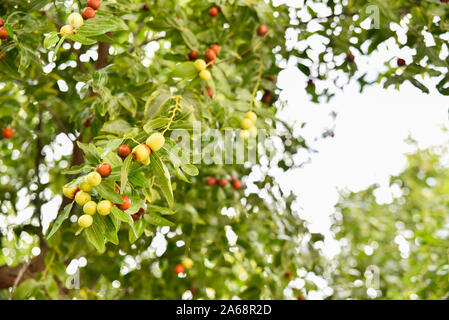 Jujube Zweige, Ziziphus lotus mit seiner grünen Früchte zu Beginn des Herbstes. Stockfoto