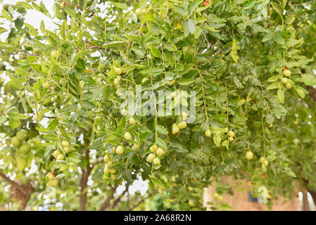 Jujube Zweige, Ziziphus lotus mit seiner grünen Früchte zu Beginn des Herbstes. Stockfoto