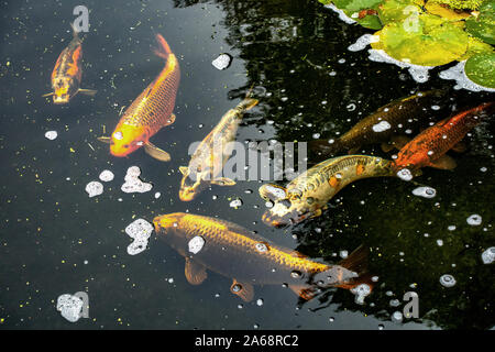 Nahaufnahme von Fischen, die in einem großen Gartenteich mit Wasser schwimmen Lilien Stockfoto
