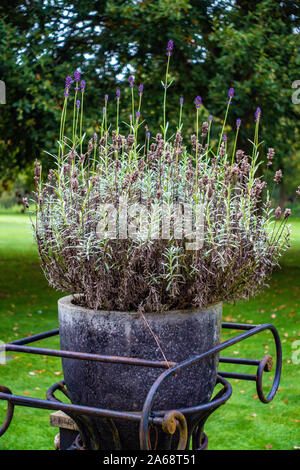 Keramik-Gartentopf mit Heide in einem Metallhalter eingehüllt Rahmen Stockfoto