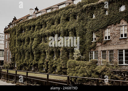 Alte Gebäude entlang des Flusses mit Kletterpflanzen auf einem Gebäude in der Altstadt von Danzig. Jahrgang der Stadt. Stockfoto