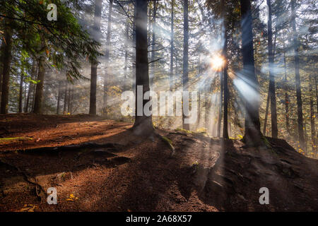 Schönen kanadischen Natur Blick auf den Wald bei einem nebligen Morgen Sonnenaufgang. In Sloquet Hot Springs, nördlich von Vancouver, British Columbi genommen Stockfoto